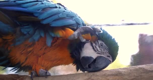Красивый Большой Попугай Макак Сине Оранжевыми Корнями Большим Острым Маячком — стоковое видео