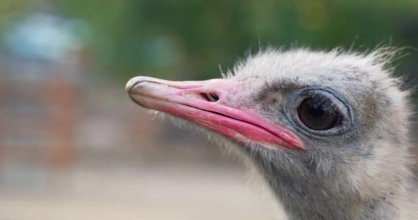 Een Geïsoleerde Struisvogelkop Met Grote Ogen Een Rode Snavel — Stockvideo