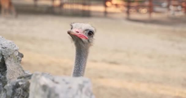 Een Geïsoleerde Struisvogelkop Met Grote Ogen Een Rode Snavel — Stockvideo