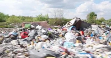Şehirdeki yol kenarındaki çöplükte sokak köpekleri.