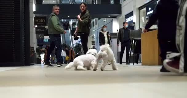 Meeting Two Dog Owners Shopping Mall Sniffing Meeting Them Next — ストック動画