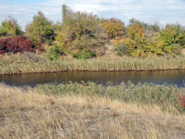 Amazing Natural Picture Colorful Autumn Vegetation Bank Pond Overgrown Sedges — стоковое фото