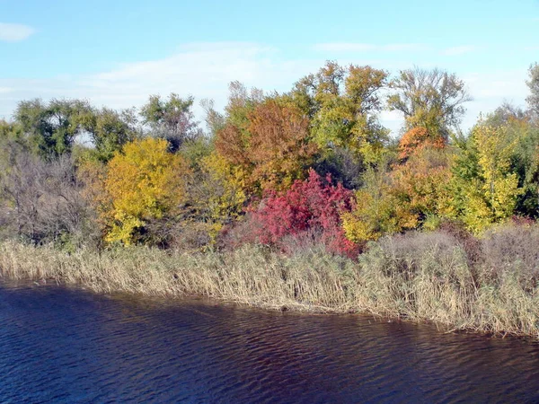 Amazing Natural Picture Colorful Autumn Vegetation Bank Pond Overgrown Sedges — Stockfoto