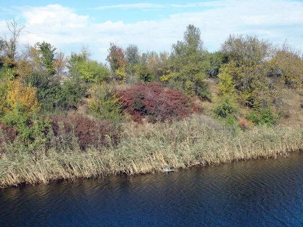 Amazing Natural Picture Colorful Autumn Vegetation Bank Pond Overgrown Sedges — Zdjęcie stockowe