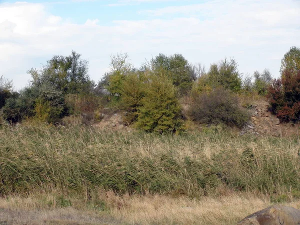 Natural Picture Thick Sedge Bushes Emerging Water Steppe Pond Warm — Foto Stock