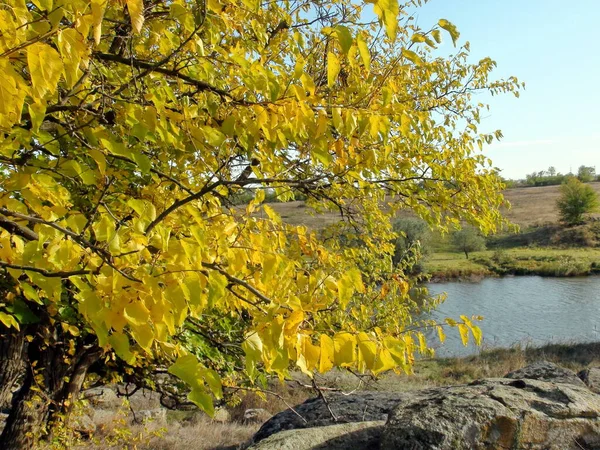 Autumn Picture Steppe Tree Decorated Mixture Yellow Green Colors Light — Fotografia de Stock