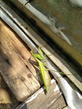 Tembel peygamber devesi, sonbahar güneşi altında köy bahçesinde ısınıyor..