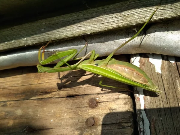 Lazy Mantis Warms Morning Autumn Sun Village Yard — Stock Fotó