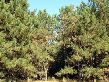 Gün ortası güneşinin altında, ufuktaki mavi gökyüzünün arka planında bir çam ormanının manzarası..