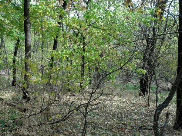 Increíble Panorama Del Bosque Otoñal Través Del Prisma Los Rayos — Foto de Stock