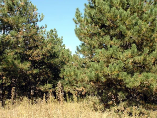 Panorama Pine Forest Rays Midday Autumn Sun Background Blue Sky — Zdjęcie stockowe