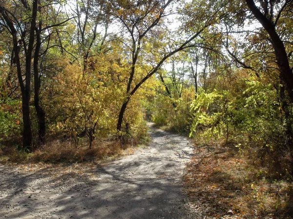 Landscape Winding Road Thickets Forest Vegetation Decorated Iridescent Autumn Colors — Fotografia de Stock