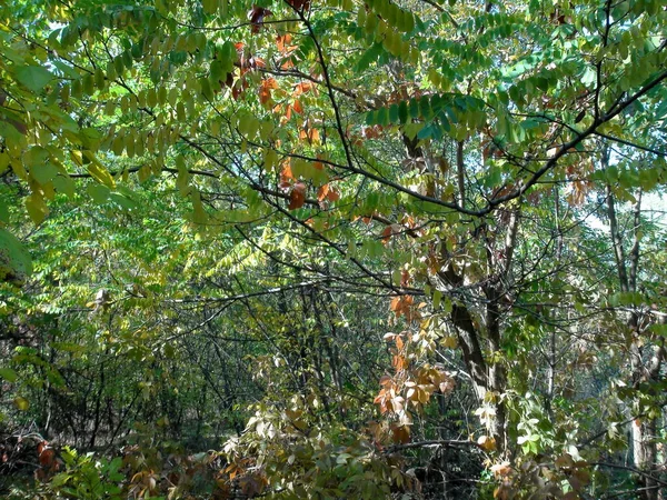 Enchanting Natural Picture Khortitsa Forest Decorated Autumn Colors All Shades — Fotografia de Stock