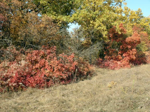 Enchanting Natural Picture Khortitsa Forest Decorated Autumn Colors All Shades — Fotografia de Stock