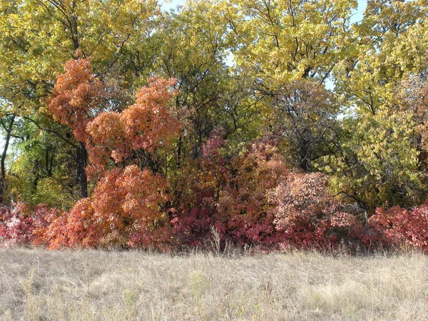 Enchanting Natural Picture Khortitsa Forest Decorated Autumn Colors All Shades — Stock Fotó