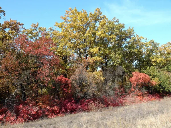 Unsurpassed Natural Picture Various Colors Autumn Flora Background Celestial Barely — Photo