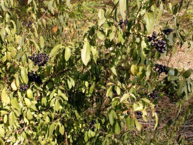 The deceptive beauty of poisonous wolf berries that attract a lost traveler.