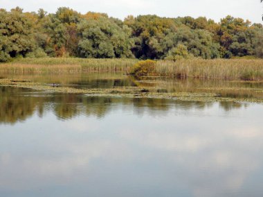 Landscape of cloudy sky reflected on the mirror water surface of the Dnieper floodplains surrounded by coastal sedges and reeds.