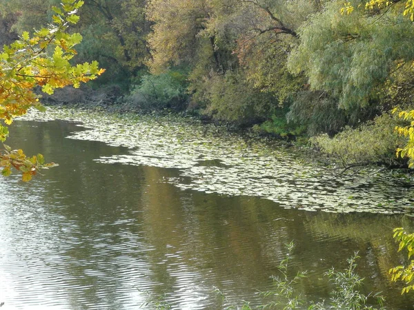 Natural Picture Dnieper Lilies Cover Water Surface Shore Reflect Sun — Stok fotoğraf