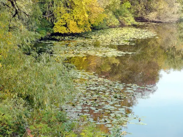 Incredible Picture Autumn Forest Reflected Calm Water Surface Dnieper Floodplains — Fotografia de Stock