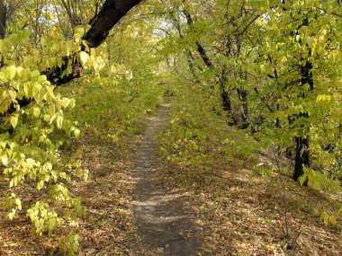 A pleasant autumn journey on the soft carpet of fallen leaves in the green-yellow forest thickets.
