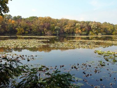 Unique autumn landscape of colorful Khortitsa forests surrounded by a water mirror of the Dnieper floodplains covered with lilies.
