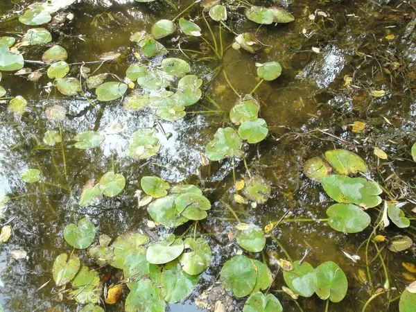 Close View Water Surface Khortitsa Floodplains Richly Covered Broad Lily — стокове фото
