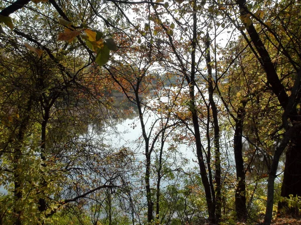 Look Forest Thickets Water Mirror Khortytsya Floodplains — Fotografia de Stock