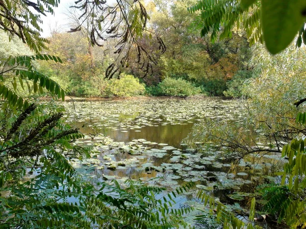 Unique Autumn Landscape Colorful Khortitsa Forests Surrounded Water Mirror Dnieper — стоковое фото