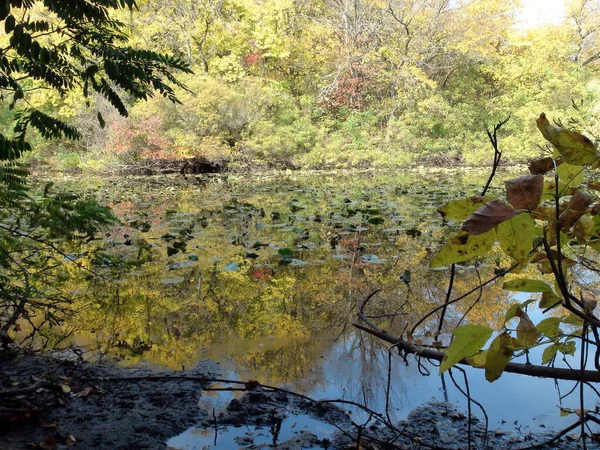 Amazing Picture Water Mirror Dnieper Floodplains Covered Lilies Reflecting Charming — Stockfoto