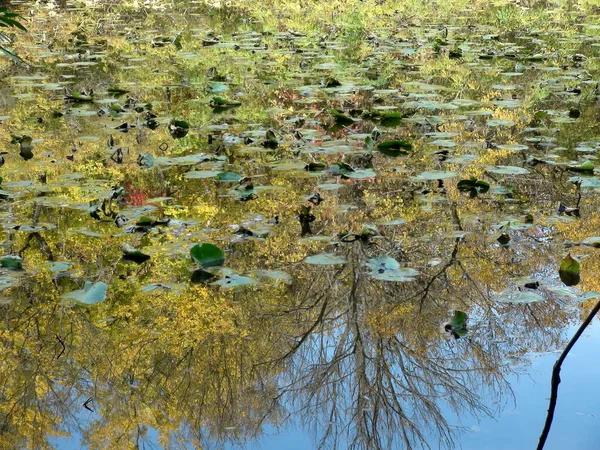 Amazing Picture Water Mirror Dnieper Floodplains Covered Lilies Reflecting Charming — Fotografia de Stock