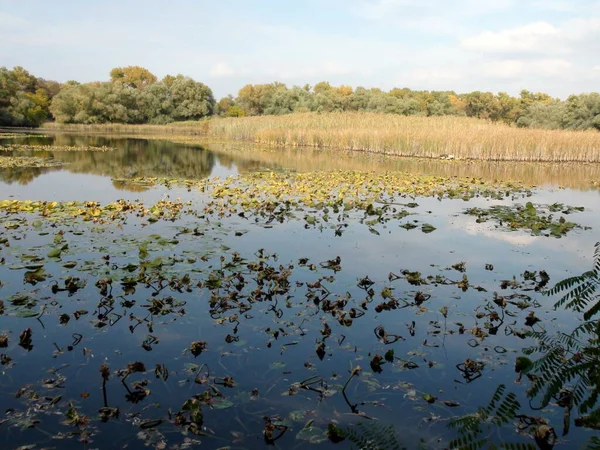 Panorama of Khortitsa lakes of the Dnieper floodplains surrounded by reeds and sedges, and water lilies dusted with broad leaves.