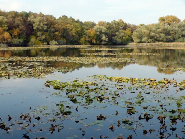 Amazing Picture Water Mirror Dnieper Floodplains Covered Lilies Reflecting Charming — Stock Photo, Image