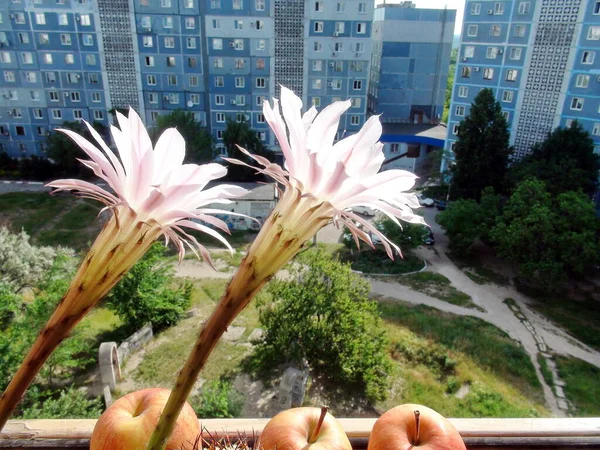 Vue Fenêtre Sur Les Gratte Ciel Des Quartiers Résidentiels Grande — Photo