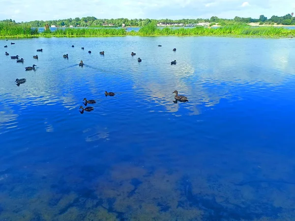 Unparalleled View Blue Ukrainian Lake Covered Numerous Flocks Wild Ducks — Fotografia de Stock
