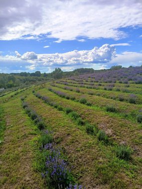 Panorama of the hillside covered with strips of blooming lavender bushes under the rays of the sun breaking through snow-white clouds.