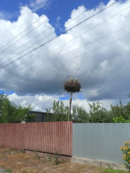 Bottom View Large Nest White Stork Cloudy Summer Sky Center — Stock Photo, Image