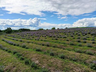 Panorama of the hillside covered with strips of blooming lavender bushes under the rays of the sun breaking through snow-white clouds.