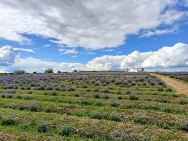 Panorama of the hillside covered with strips of blooming lavender bushes under the rays of the sun breaking through snow-white clouds.