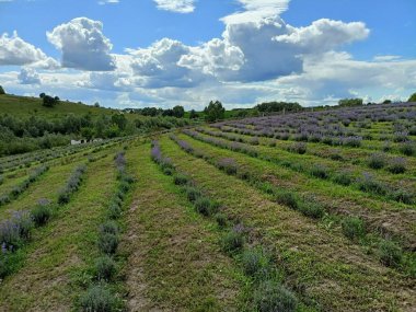 A panorama of snow-white clouds illuminated by the rays of the sun in a blue sky above purple fields of blooming lavender.
