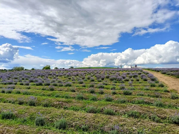 Panorama of the hillside covered with strips of blooming lavender bushes under the rays of the sun breaking through snow-white clouds.