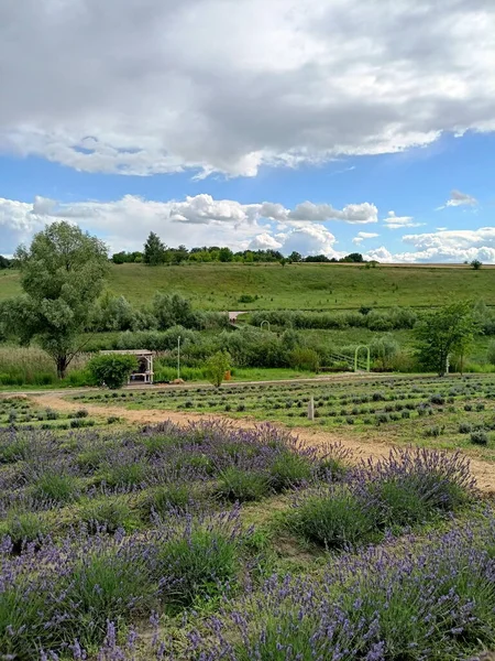 A panorama of snow-white clouds illuminated by the rays of the sun in a blue sky above purple fields of blooming lavender.