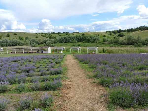 Amazing Natural Picture Boundless Purple Sea Blooming Lavender Bushes Connecting — Foto de Stock