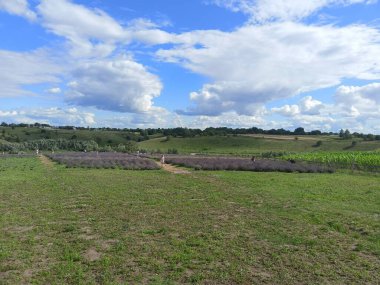 A panorama of snow-white clouds illuminated by the rays of the sun in a blue sky above purple fields of blooming lavender.