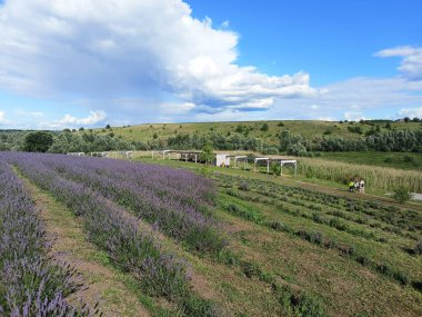 A panorama of snow-white clouds illuminated by the rays of the sun in a blue sky above purple fields of blooming lavender.
