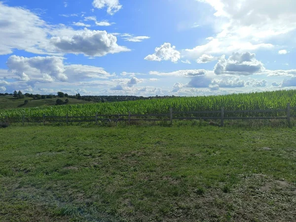 Panorama Corn Field Background Sunny Blue Cloudless Sky Horizon — Foto de Stock