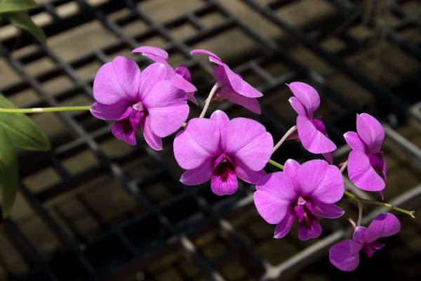 Helle Magenta Orchidee Blumen Blühen Auf Zweig Und Verschwimmen Hintergrund — Stockfoto
