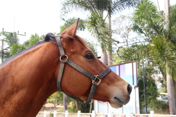 Junto Vista Cabeza Caballo Marrón Parque — Foto de Stock