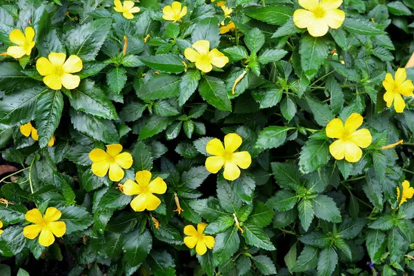 ダミアナの木 黄色の花と緑の葉 液滴は黄色の花弁にあります — ストック写真