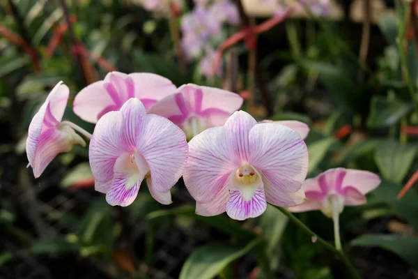 Weiße Orchideenblüten Auf Zweigen Blühen Und Verwischen Den Hintergrund Leicht — Stockfoto